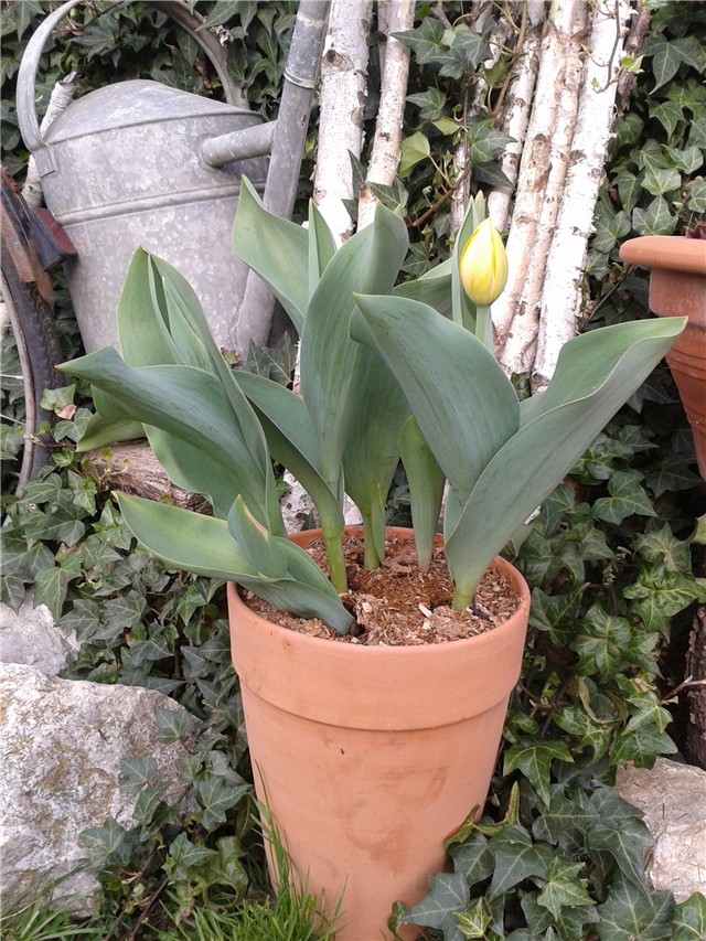 Tulipani